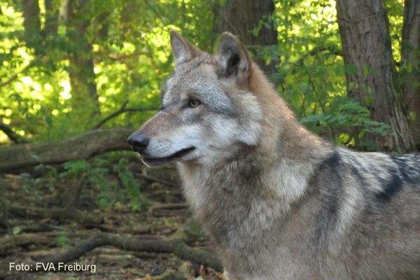 Das Bild zeigt einen Wolf in einer Waldlandschaft