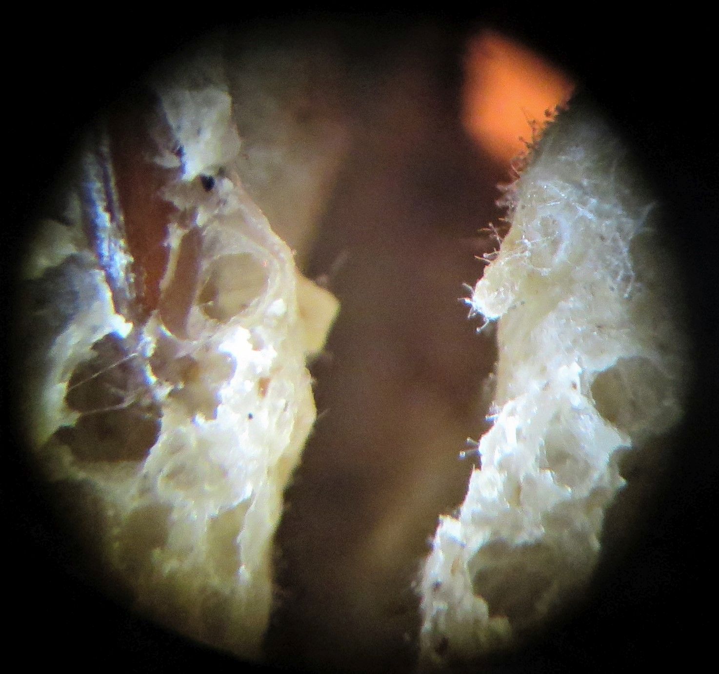 Brotkrume mit Oberfläche eines Schimmelpilzgeflechts sowie fadenartigen Strukturen