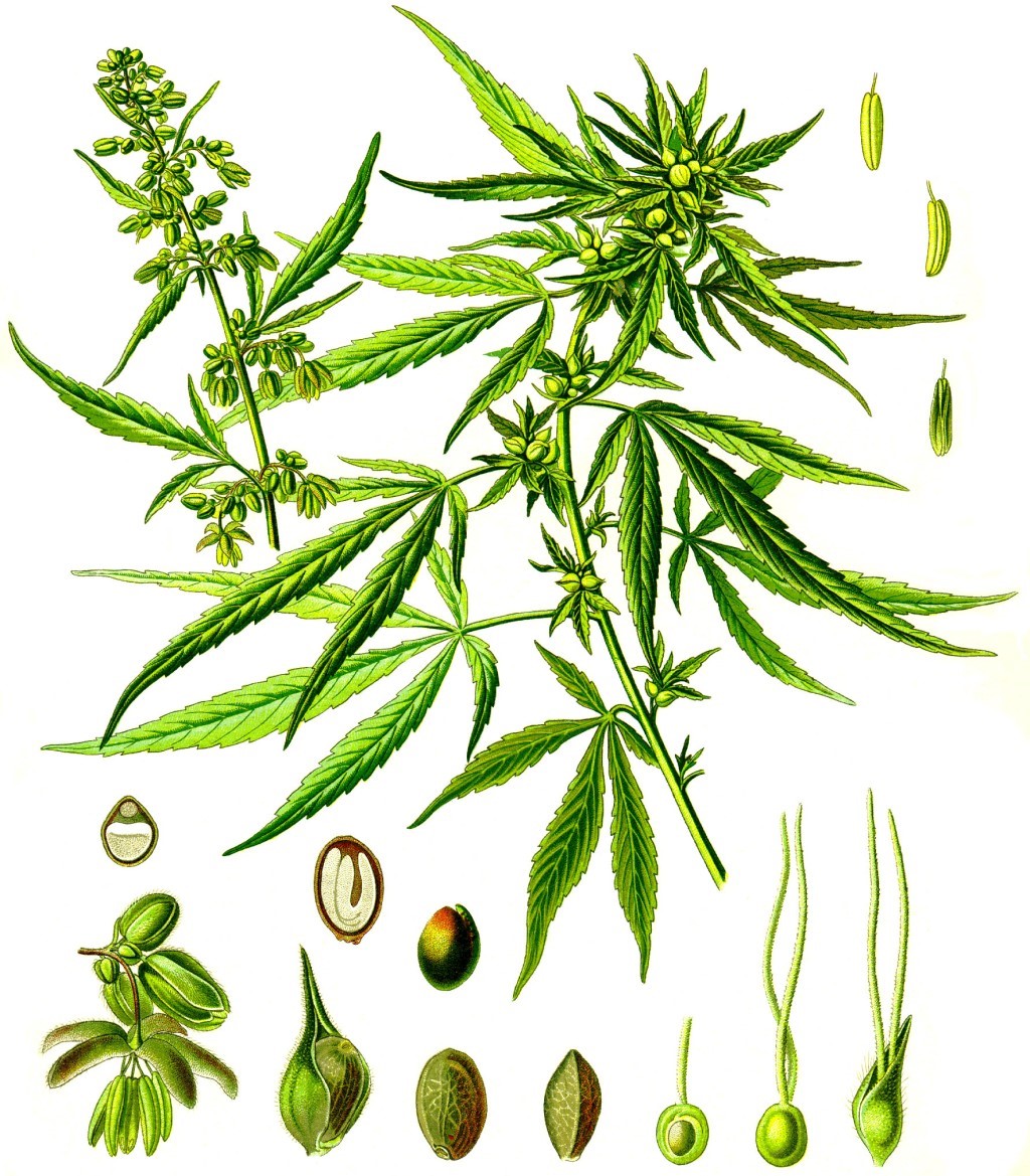Die Abbildung zeigt eine Zeichnung von Pflanze, Blüten, Früchten und Samen der Hanfpflanze Cannabis sativa L.