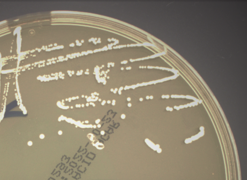 UABW Nahrungsergänzungsmittel