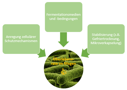 Verschiedene technologischer Prozesse können Einflüsse auf die Überlebensrate im Magen haben, dazu gehören die Anregung zellulärer Schutzmechanismen, Fermentationsmedien und –bedingungen sowie Stabilisierung (z. B. Gefriertrocknung, Mikroverkapselung).