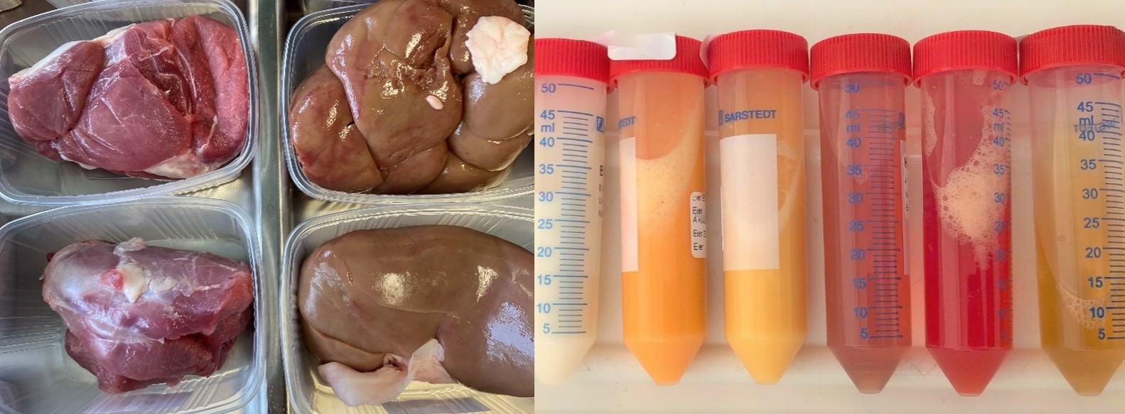 Auf dem Bild sind Muskel und Niere eines Rinds und eines Schweins sowie Probenröhrchen mit Milch, homogenisiertem Ei, Blutplasma und Urin zu sehen.