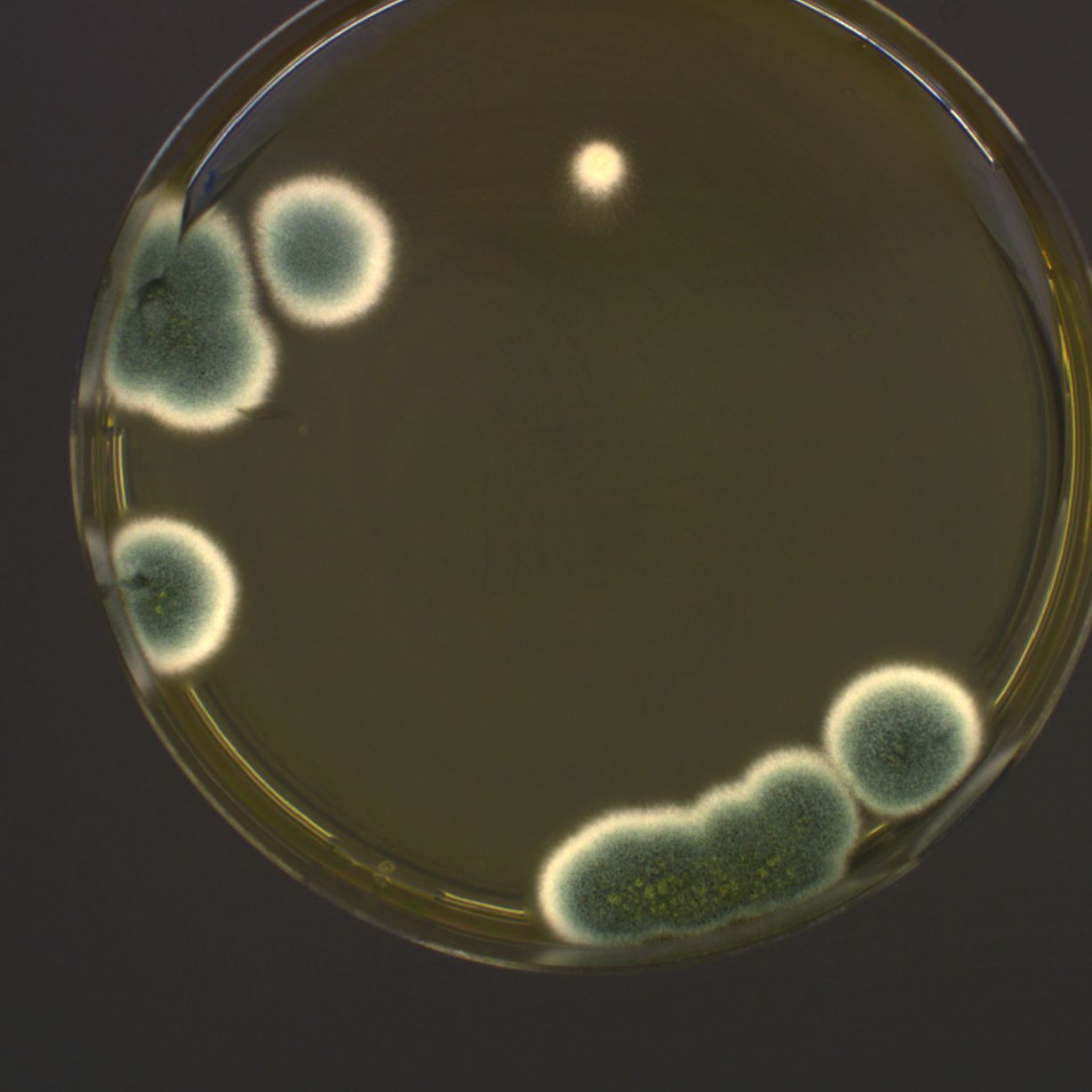 Petrischale mit großen blaugrünen Schimmelpilzkolonien.