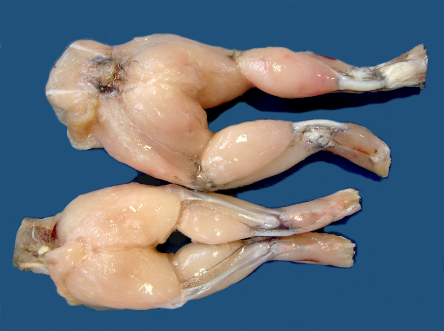 Die Abbildung zeigt zwei gehäutete Froschschenkel vor blauem Hintergrund.