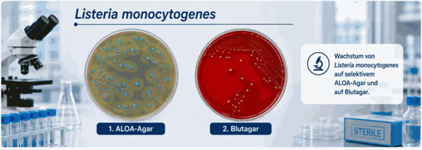 Auf der Abbildung sind zwei Nähragarplatten dargestellt, auf denen Bakterienkolonien von Listeria monocytogenes zu sehen sind.