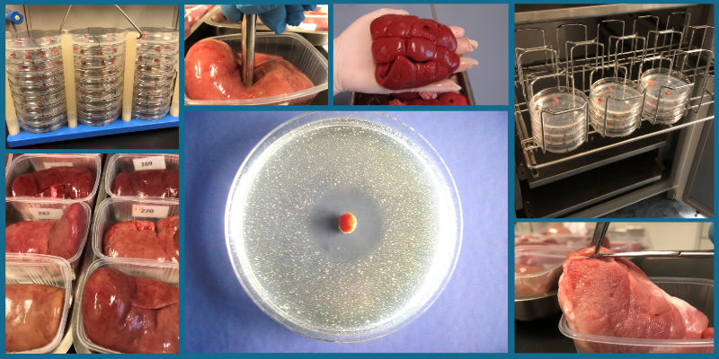 Die Collage enthält ein Bild, auf dem eine Hemmstofftestplatte zu sehen ist. Um das ausgestanzte Nierenstück ist deutlich ein Hemmhof zu erkennen. Weitere Bilder zeigen Schweinenieren, eine Rinderniere, eine Muskel-Probe und Hemmstofftestplatten, die im Brutschank bebrütet werden.